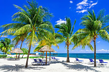 Obraz Palmová pláž 1904